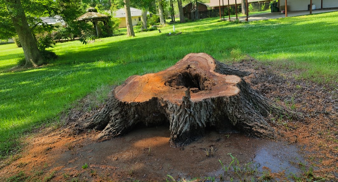 Old tree stump causing yard damage before grinding